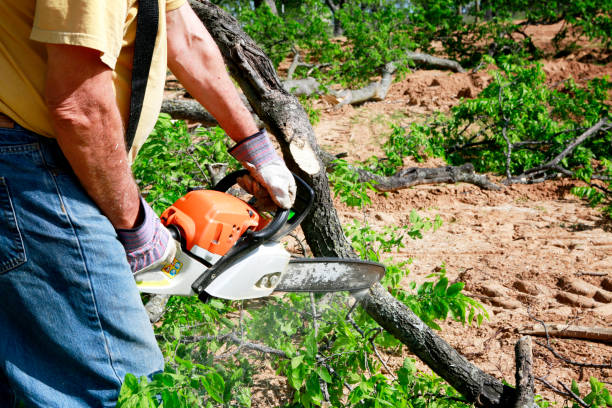 Professional Tree Care Services in Beaver Dam, KY